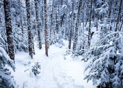 Wydeptana ścieżka w lesie zimową porą
