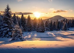 Wydeptana ścieżka w śniegu obok ośnieżonych drzew