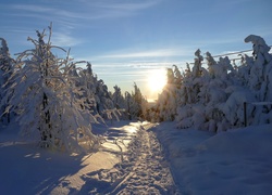 Wydeptana w śniegu leśna ścieżka o świcie