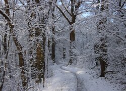 Wydeptana w śniegu ścieżka pod drzewami w lesie