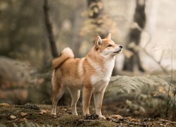 Wypatrujący shiba inu