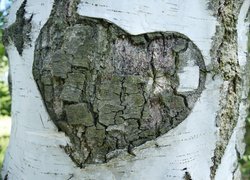 Wyryte serce na drzewie