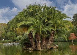 Wysepka z palmami na stawie w parku