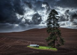 Wysoka sosna obok domu na polach