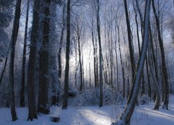 Zima, Śnieg, Las, Drzewa, Krzewy, Przebijające światło
