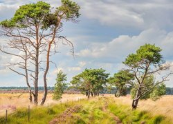 Wysokie drzewa na Pustaci Kalmthout w Belgii