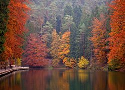Wysokie drzewa nad rzeką jesienną porą