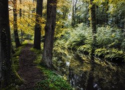 Wysokie drzewa przy ścieżce obok leśnego strumienia