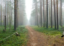 Wysokie drzewa przy ścieżce w zamglonym lesie