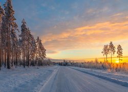 Wysokie drzewa przy zaśnieżonej drodze w blasku wschodzącego słońca