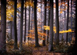 Wysokie drzewa w jesiennym lesie