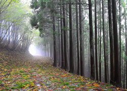 Wysokie drzewa w lesie spowitym mgłą