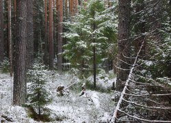 Wysokie drzewa w lesie zimową porą