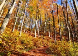 Wysokie drzewa w słonecznym lesie jesienną porą