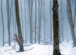 Wysokie drzewa w zamglonym zimowym lesie