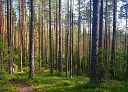 Las, Wysokie, Drzewa, Ściółka leśna