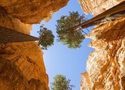 Skały, Szczelina Wall Street, Drzewa, Daglezje, Jedlice, Park Narodowy Bryce Canyon, Stan Utah, Stany Zjednoczone