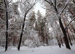Zima, Śnieg, Las, Ośnieżone, Drzewa, Krzewy