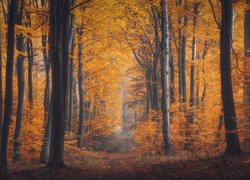 Las, Ścieżka, Drzewa, Jesień