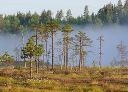 Wysokie sosny na tle mgły nad lasem