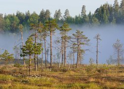 Mgła, Las, Drzewa, Sosny, Łąka