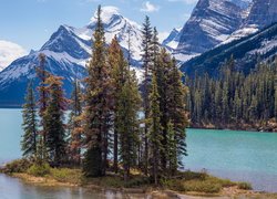 Kanada, Alberta, Park Narodowy Jasper, Góry, Jezioro Maligne, Wyspa Ducha, Drzewa