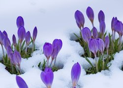 Kwiaty, Fioletowe, Krokusy, Pąki, Śnieg