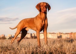 Wyżeł węgierski krótkowłosy na trawie