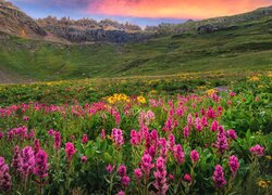Wzgórza i kwiaty na łące