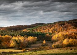 Jesień, Lasy, Kolorowe, Drzewa