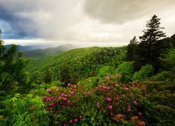Las, Drzewa, Chmury, Góry, Appalachy, Kwiaty, Krzewy, Rododendrony, Karolina Północna, Stany Zjednoczone
