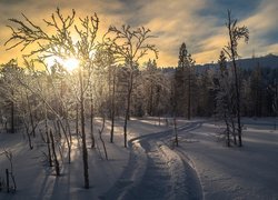 Finlandia, Region Ostrobotnia Północna, Miejscowość Ruka, Wzgórza Ruka, Zima, Las, Droga, Oszronione, Drzewa, Wzgórza, Wschód słońca