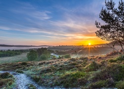 Anglia, Park Narodowy New Forest, Wzgórza, Mgła, Wschód słońca, Drzewa