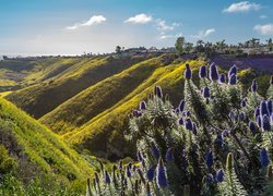 Wzgórza w Rancho Palos Verdes