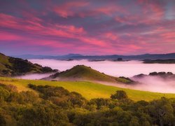 Wzgórza, Drzewa, Mgła, Wschód słońca, Petaluma Hills, Obszar Bay Area, Stan Kalifornia, Stany Zjednoczone