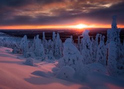 Wzgórze Sallatunturit, Finlandia, Zima, Drzewa, Zachód słońca