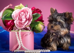 Yorkshire terrier i piwonie w pudełku przyozdobione perłami