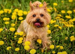 Yorkshire terrier na łące pośród mleczy