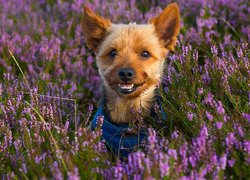 Yorkshire terrier na wrzosowisku