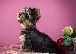 Yorkshire terrier obok pereł i kwiatów