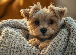 Pies, Szczeniak, Yorkshire terrier, Spojrzenie, Koc