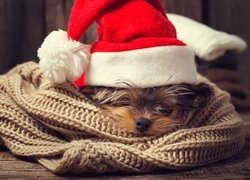 Yorkshire terrier w czapce Mikołaja