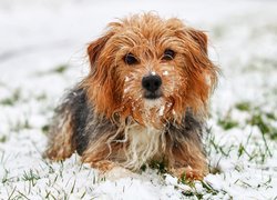 Yorkshire terrier w śniegu