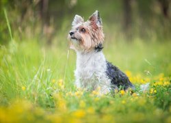 Pies, Yorkshire terrier, Łąka, Kwiaty, Trawa