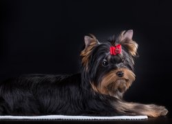 Yorkshire terrier z czerwoną kokardką