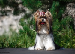 Yorkshire terrier z kokardką na głowie