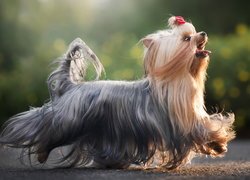 Yorkshire terrier z kokardką na grzywce