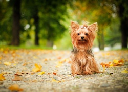 Yorkshire terrier z kokardką