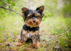 Yorkshire terrier