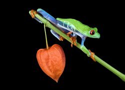 Żaba chwytnica kolorowa na gałązce miechunki
